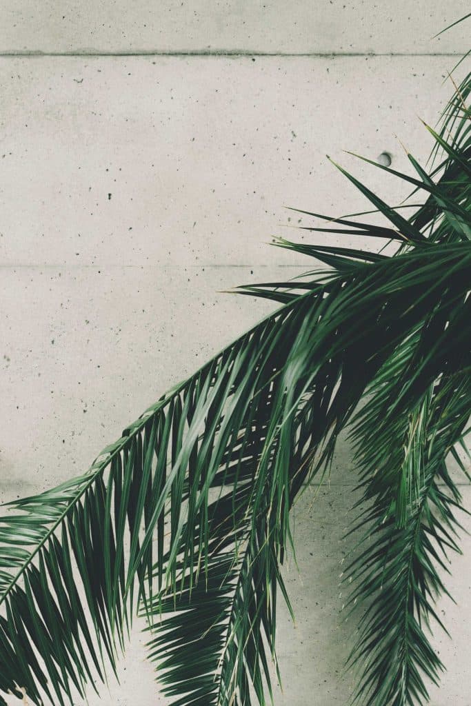 Palm leaves
